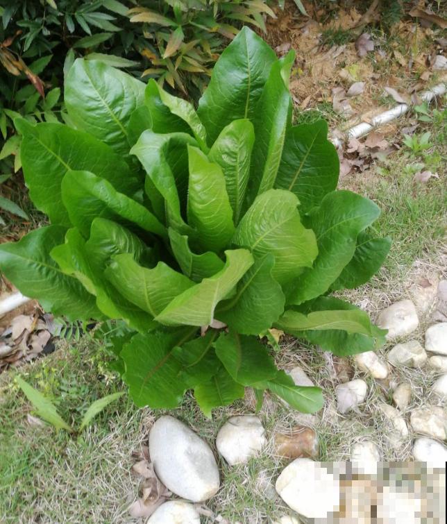 秋冬阳台种莴苣,覆层保鲜膜,再冷也不怕! 秋冬阳台种莴苣,覆层保鲜膜,再冷也不怕!