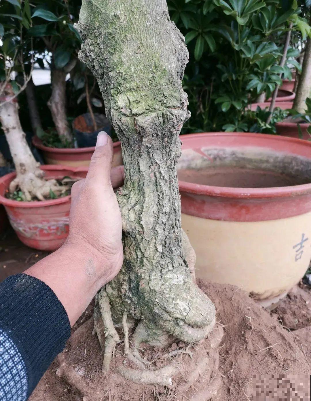 这种花就欠“拽”，没事拽拽根，变成老桩美到爆！