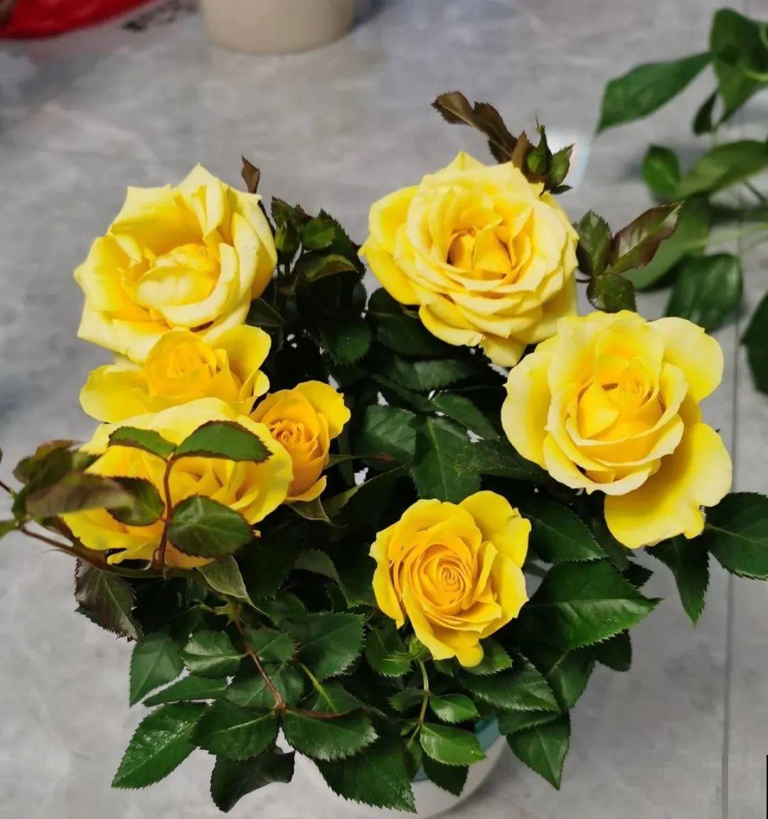 20种花特耐寒，放外面冻一冻，开花更多