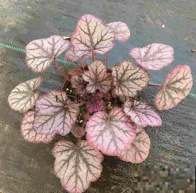 冬天就养耐阴花，没光也能开爆盆，扔角落自己疯长！