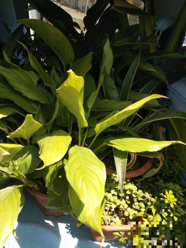 家里养了猫咪，这6种花不能在家养，不然惹来大麻烦！