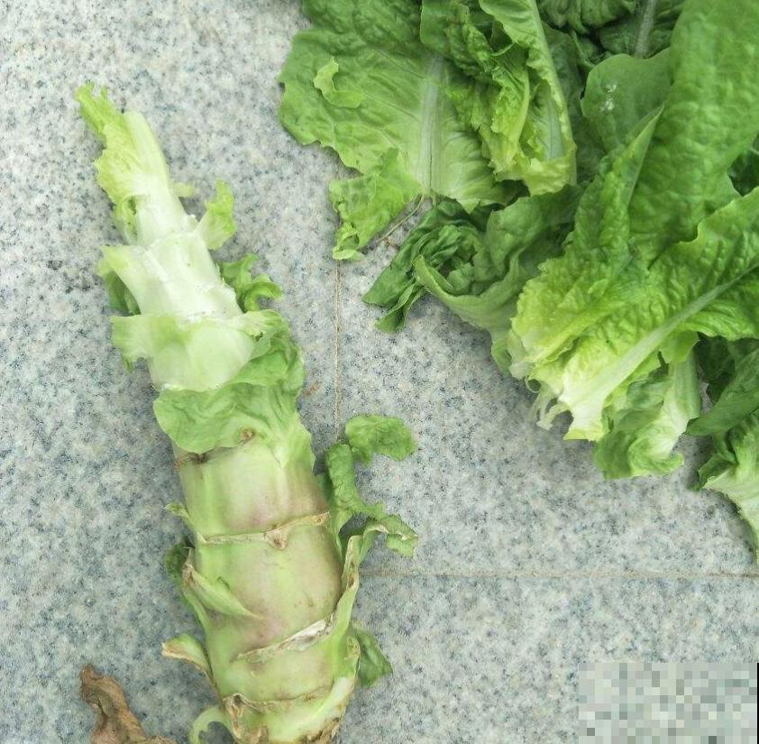 秋冬阳台种莴苣，覆层保鲜膜，再冷也不怕！