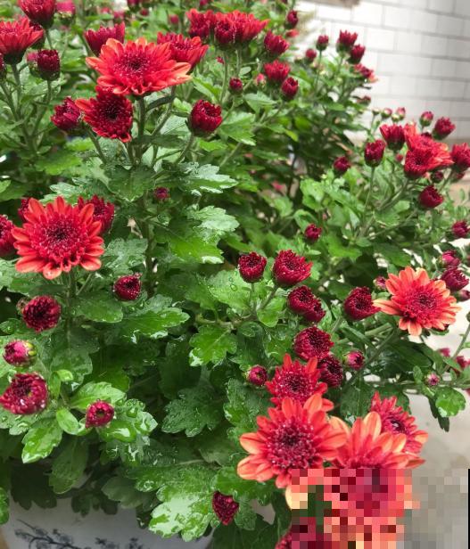 千头菊开花不嫌累，一茬接一茬，不养准后悔！