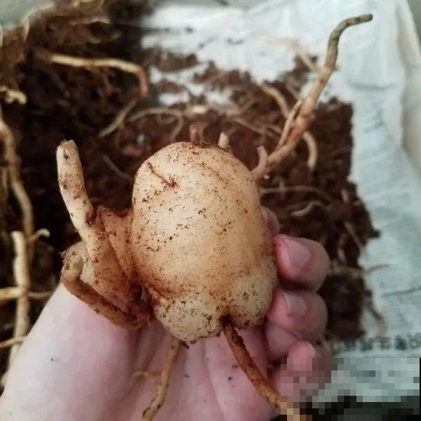 10种花少浇水，天冷容易涝根，旱一旱才长得旺