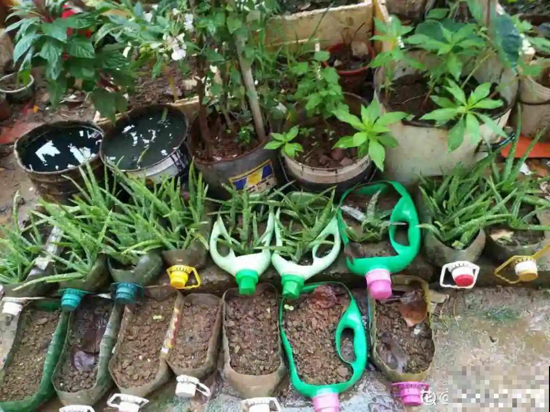 花上长了这个,再不换盆,就要憋死了! 花上长了这个,再不换盆,就要憋死了!