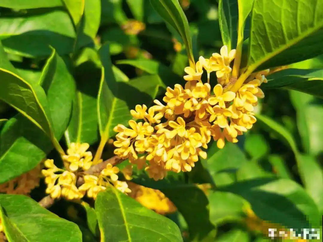 再穷也要养长寿花，寓意好、开花美，养人又养家！