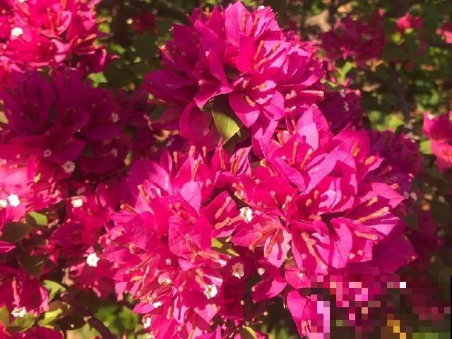 十月养这花,撸叶子、少浇水,10天冒出大花苞! 十月养这花,撸叶子、少浇水,10天冒出大花苞!