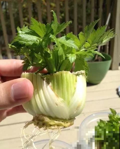 种盆芹菜放厨房，做饭时摘几棵，新鲜爽口又健康！