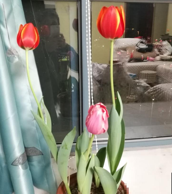 郁金香，大气又可爱，闻多了会“上头”！
