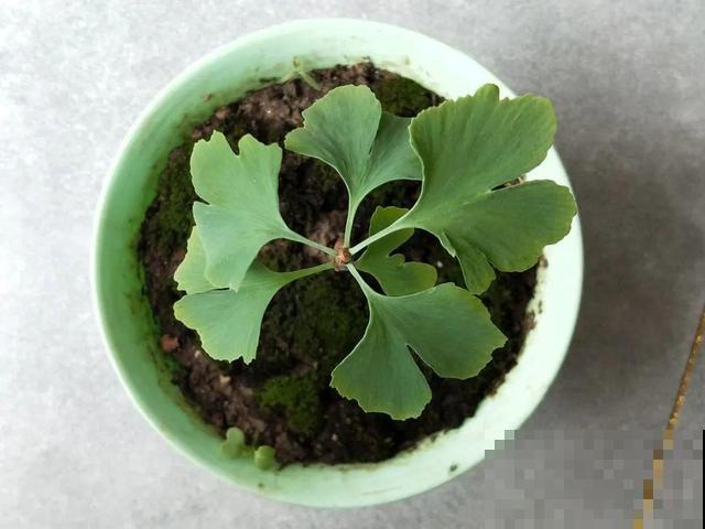 秋分后，绿化带捡种子，回家撒土里就活！