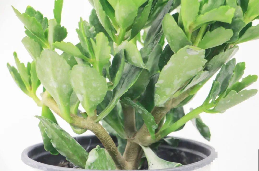 长寿花变异了,开花长这样,邻居天天过来看! 长寿花变异了,开花长这样,邻居天天过来看!