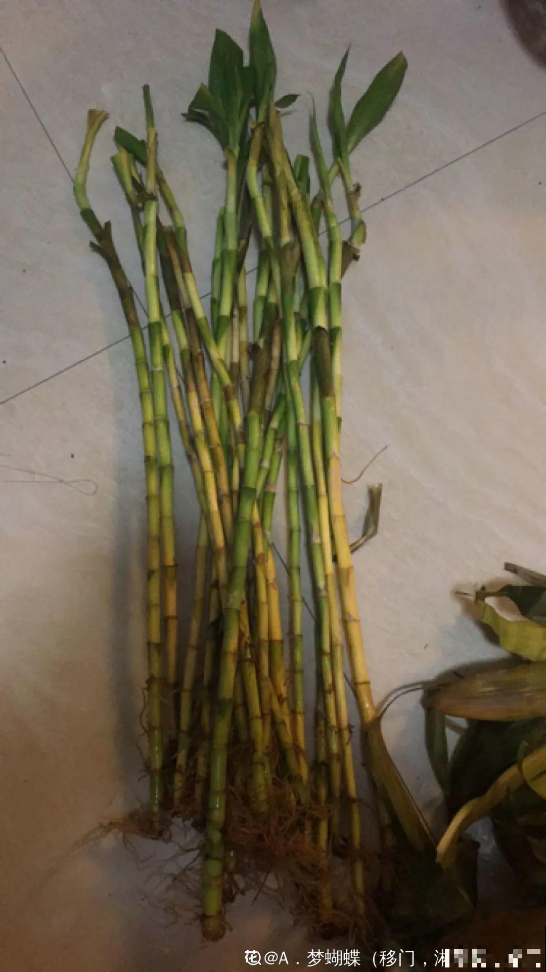 这花10块钱买一大把，丢水里冒出萝卜根，太好养！