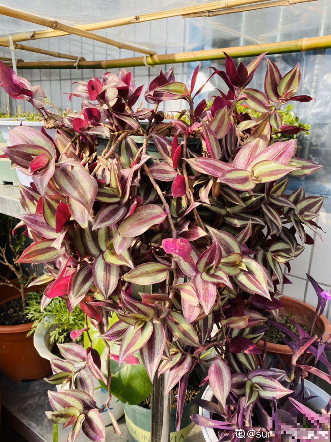 挂起来就能养的花，开花多不占地儿，家里能养100盆！