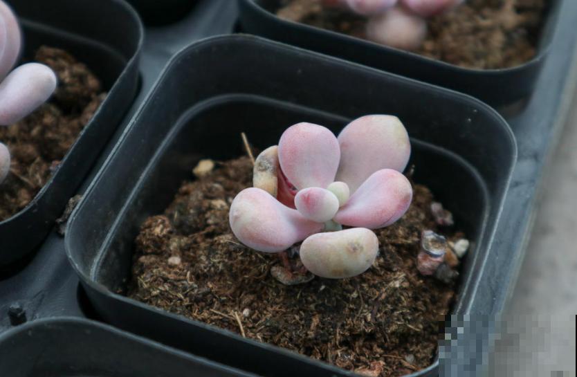 秋天多肉使劲晒，越晒越欢，“整容式”变美！