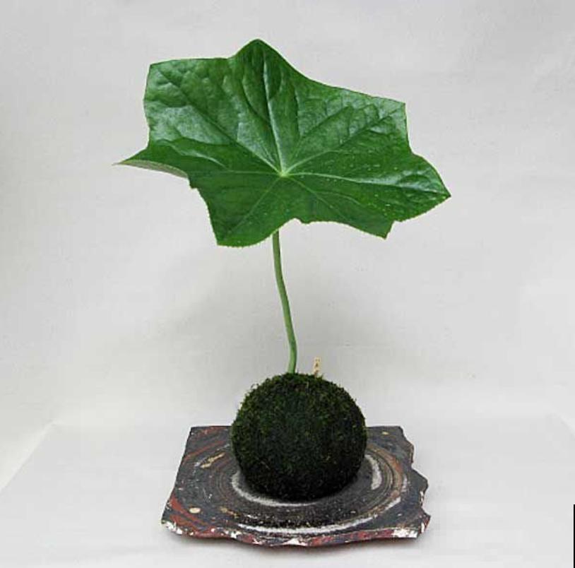 大自然的小奇迹，山上长出八角莲，太漂亮！