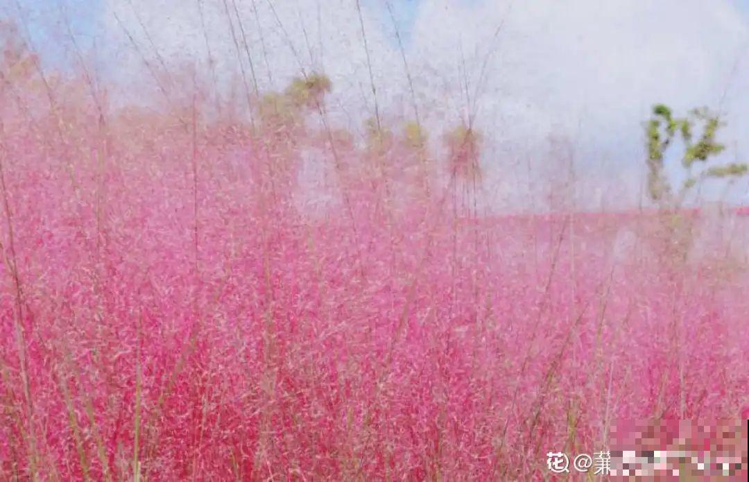 养花就养这几种，小众又独特，好看着呢！
