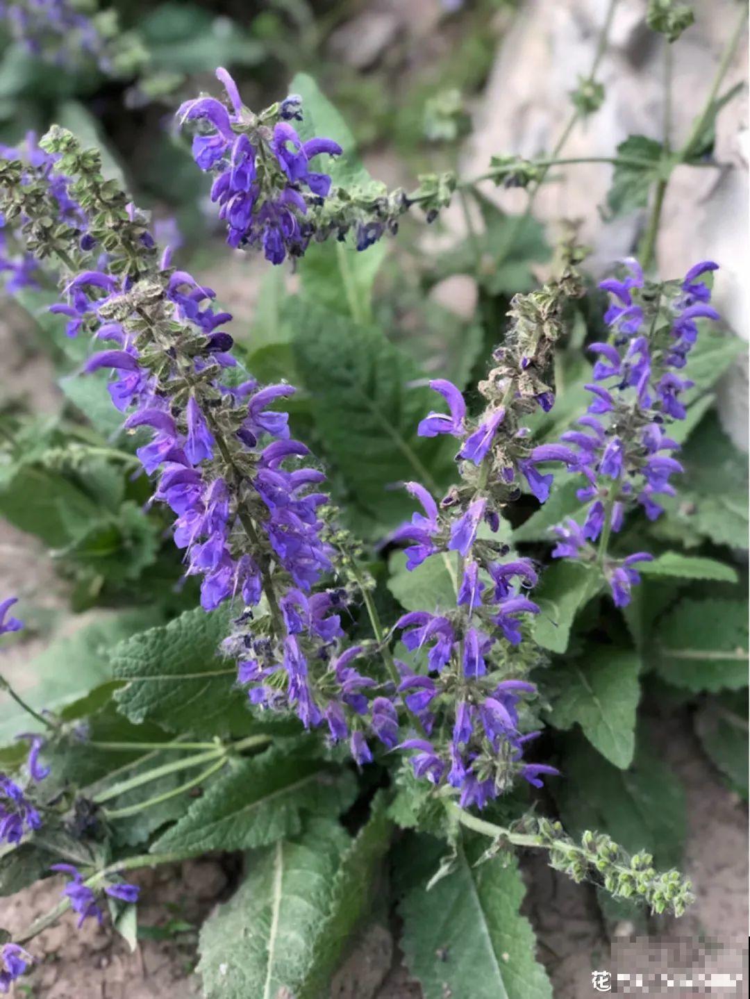 50种小时候常见的野草，现在几乎见不到了