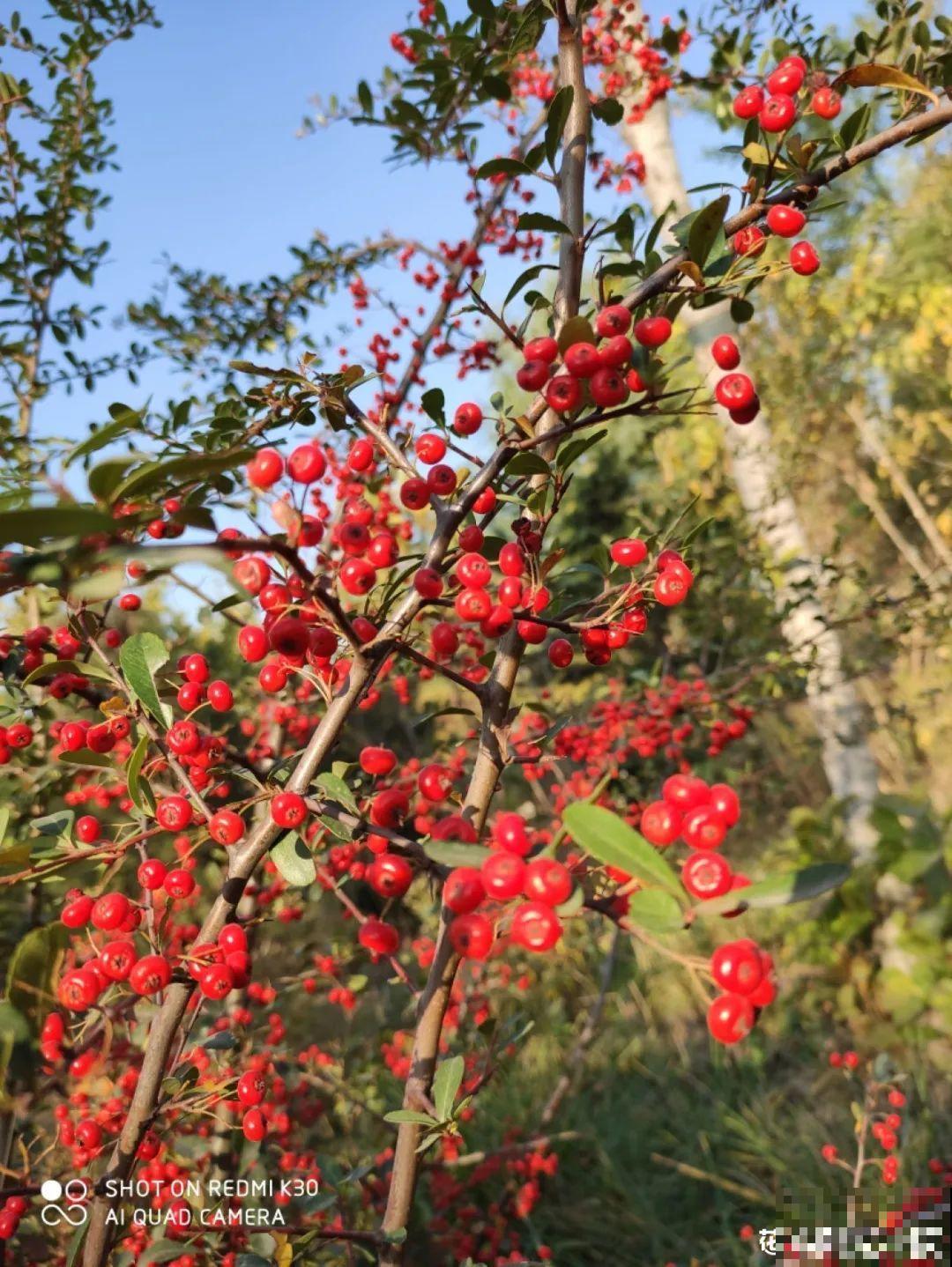 农村当柴火的花，花市卖得可贵，你认识几种？