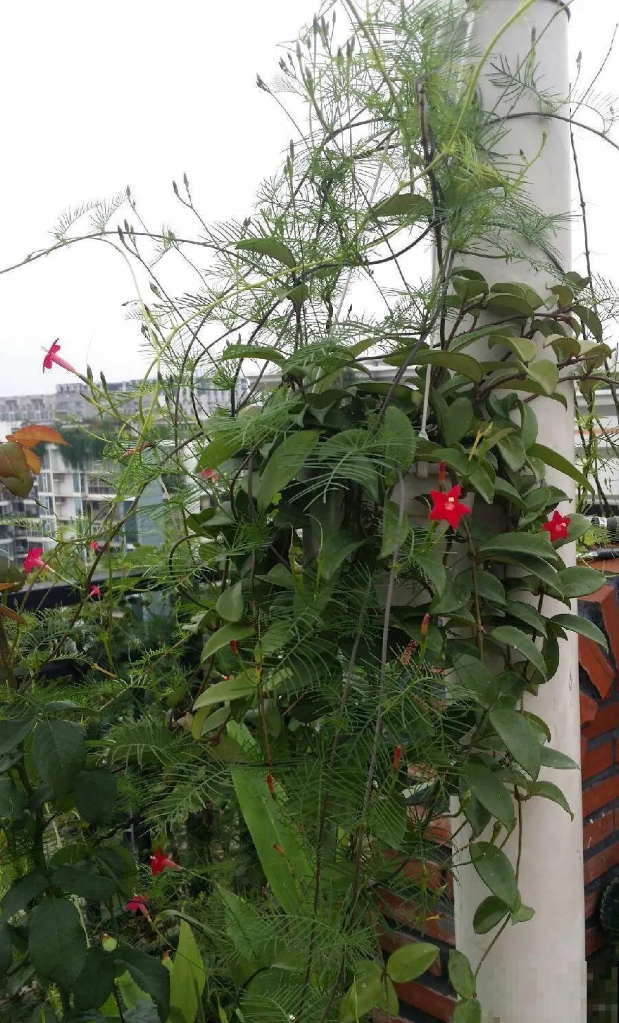 救命！入侵植物爬进院子，三年都杀不完！