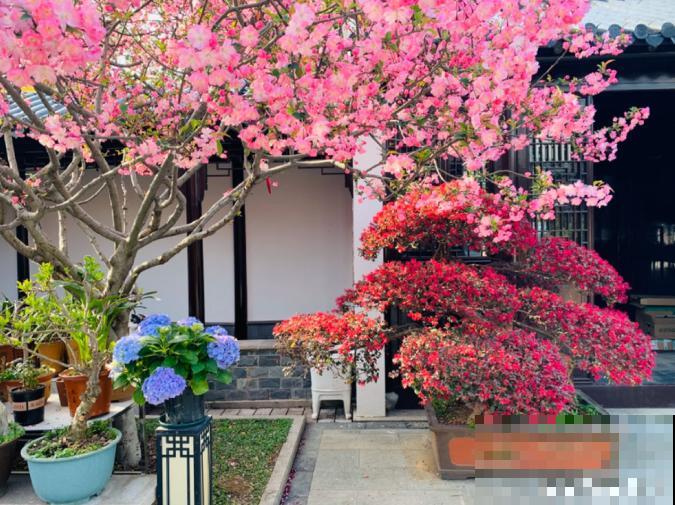 适合地栽养的花木，只要种一棵，年年有花赏！