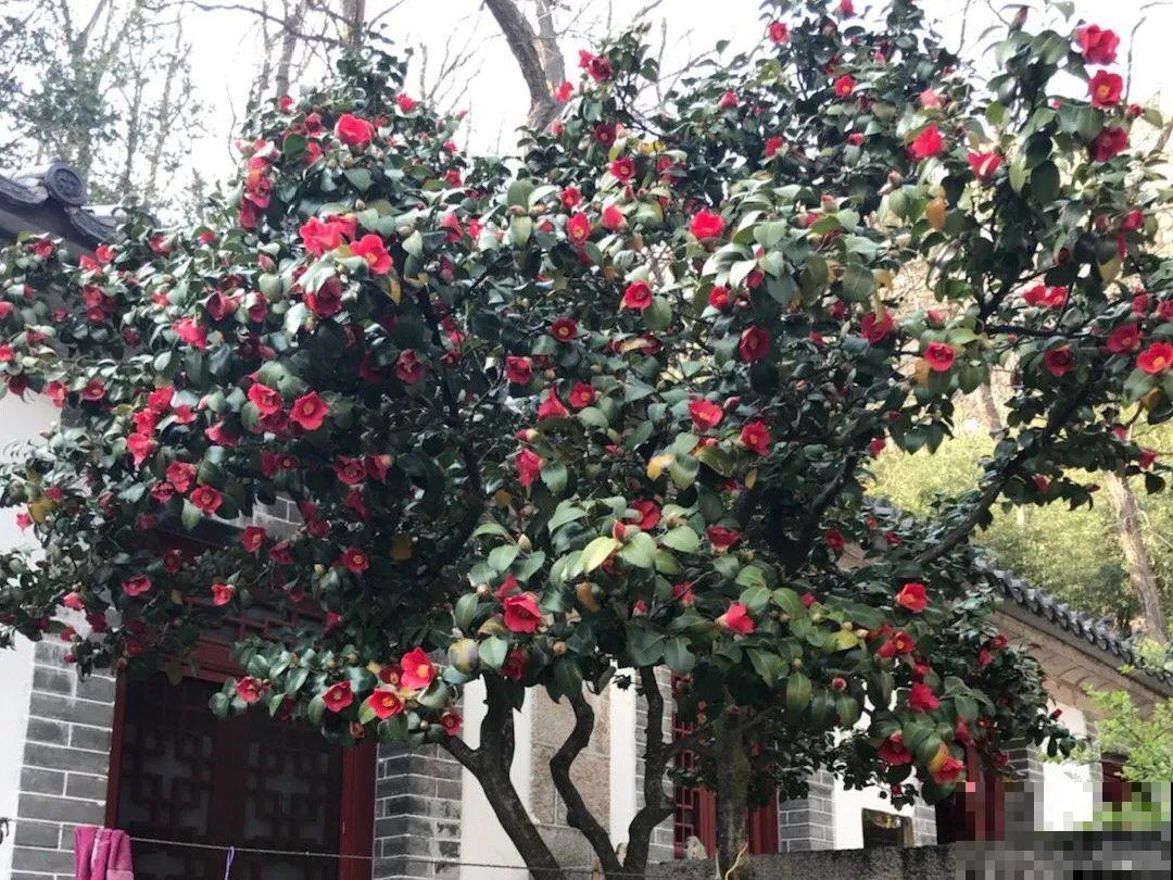 天凉了，9种花不能修剪，剪了以后不开花！