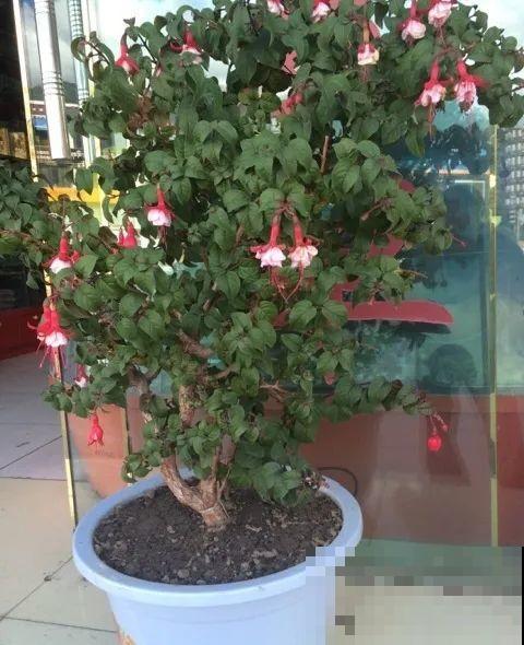 最大的长寿老桩,7年时间,养成盆景! 最大的长寿老桩,7年时间,养成盆景!