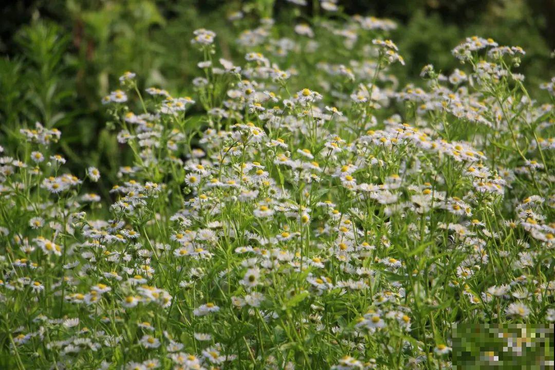 这种花很稀罕,以前喂猪没人要,现在抢破头! 这种花很稀罕,以前喂猪没人要,现在抢破头!