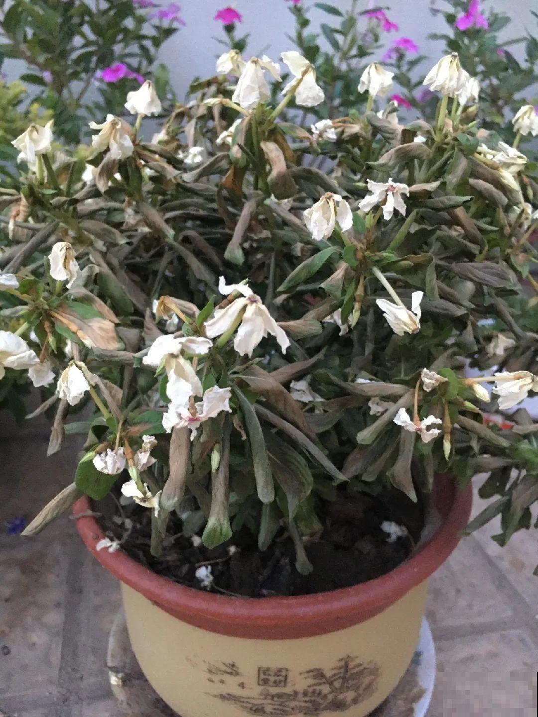 不敢用淘米水了,浇完花就死,土里都是虫! 不敢用淘米水了,浇完花就死,土里都是虫!