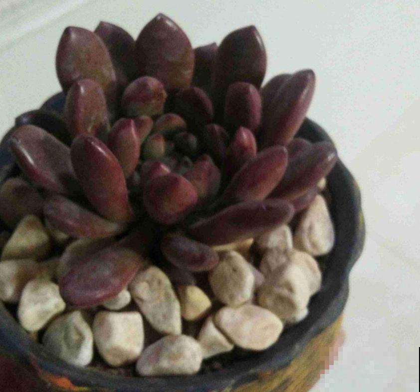 红宝石不上色?光照、水分和温度,缺一不可! 红宝石不上色?光照、水分和温度,缺一不可!