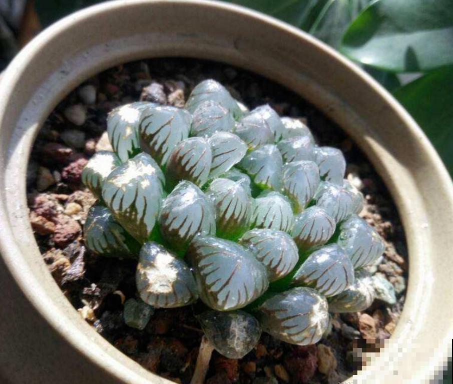 天然的玉露特美，叶子通透似玉，甩抹药的十条街！