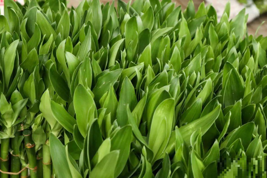 朋友送的富贵竹，长了快3米高，家里快放不下了