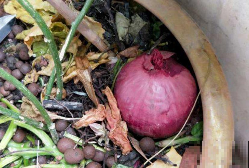 洋葱吃不完别扔，养花甚好，花叶嗖嗖长！