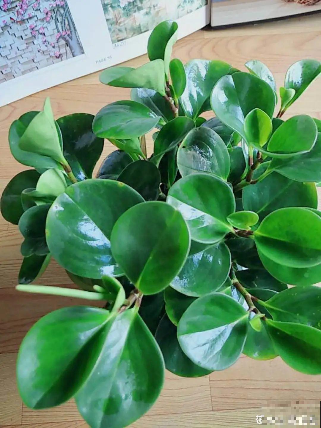 这种花特抗冻,不怕严寒,养死算我输! 这种花特抗冻,不怕严寒,养死算我输!