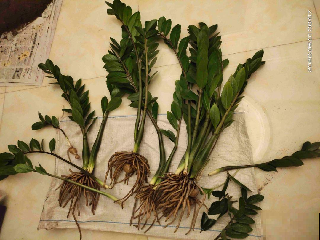 10种花少浇水，天冷容易涝根，旱一旱才长得旺