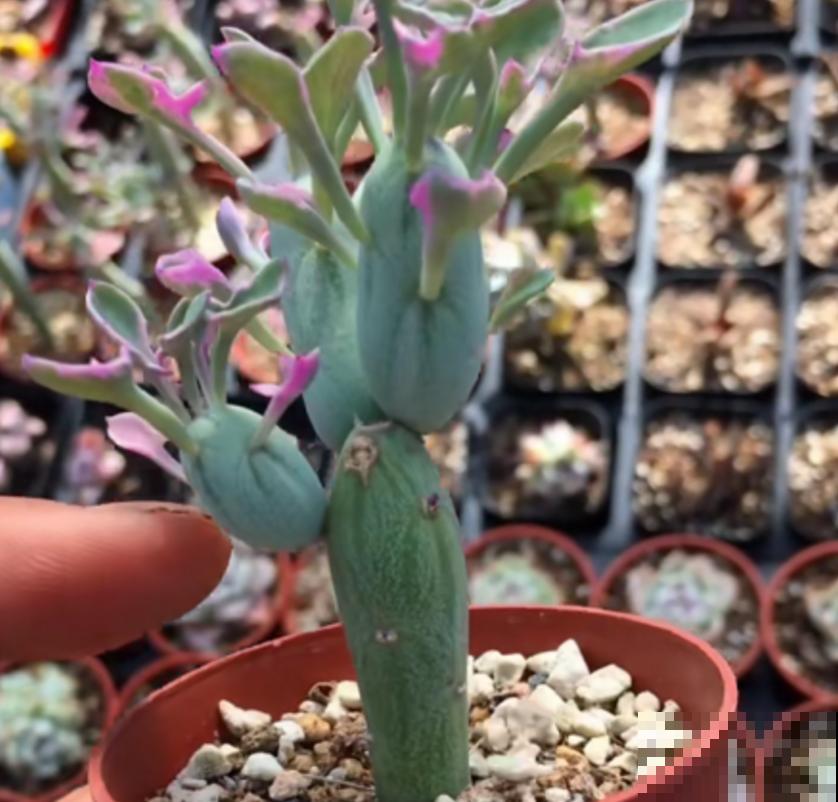 秋天养棵七宝树，长得像黄瓜，冬天开出小黄花！