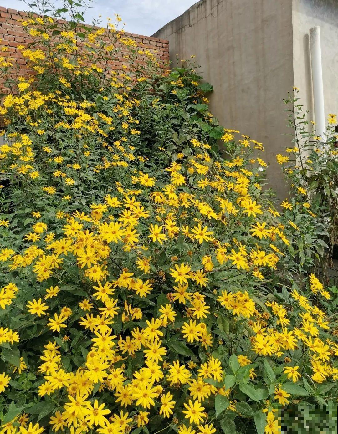 白菜在家养了8年,养成了老桩,长得可旺盛! 白菜在家养了8年,养成了老桩,长得可旺盛!