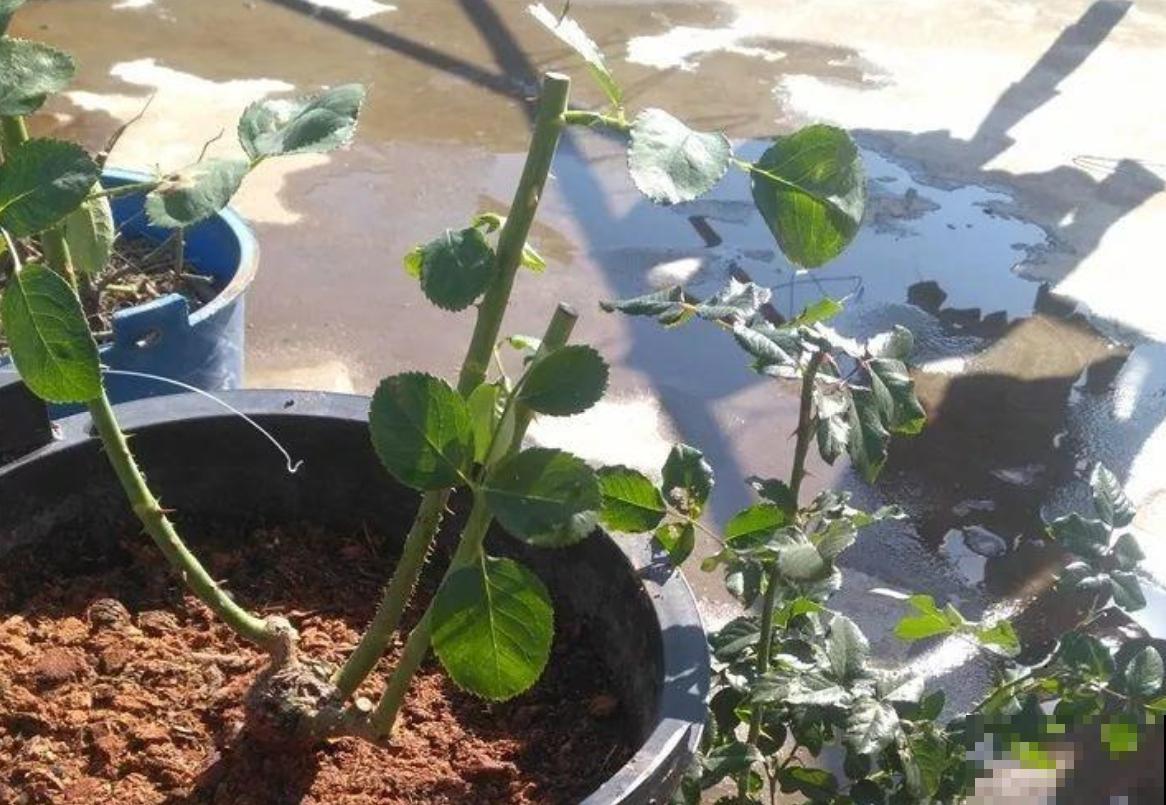 给月季修剪有讲究，不能乱剪，剪坏了开不出花惨兮兮！