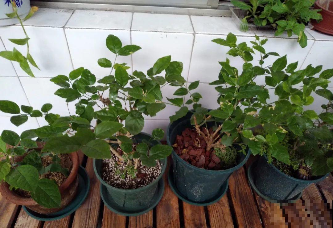 秋天降温快，家里养这9种花，要赶紧搬进屋了