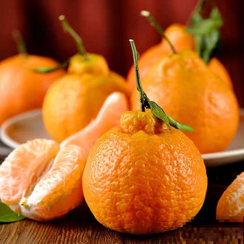 家里养盆金桔,枝头挂满“黄金果”,寓意还好 家里养盆金桔,枝头挂满“黄金果”,寓意还好