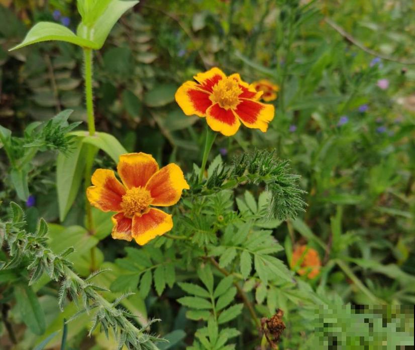 新手可养孔雀草,省心好养活,栽土里就长! 新手可养孔雀草,省心好养活,栽土里就长!