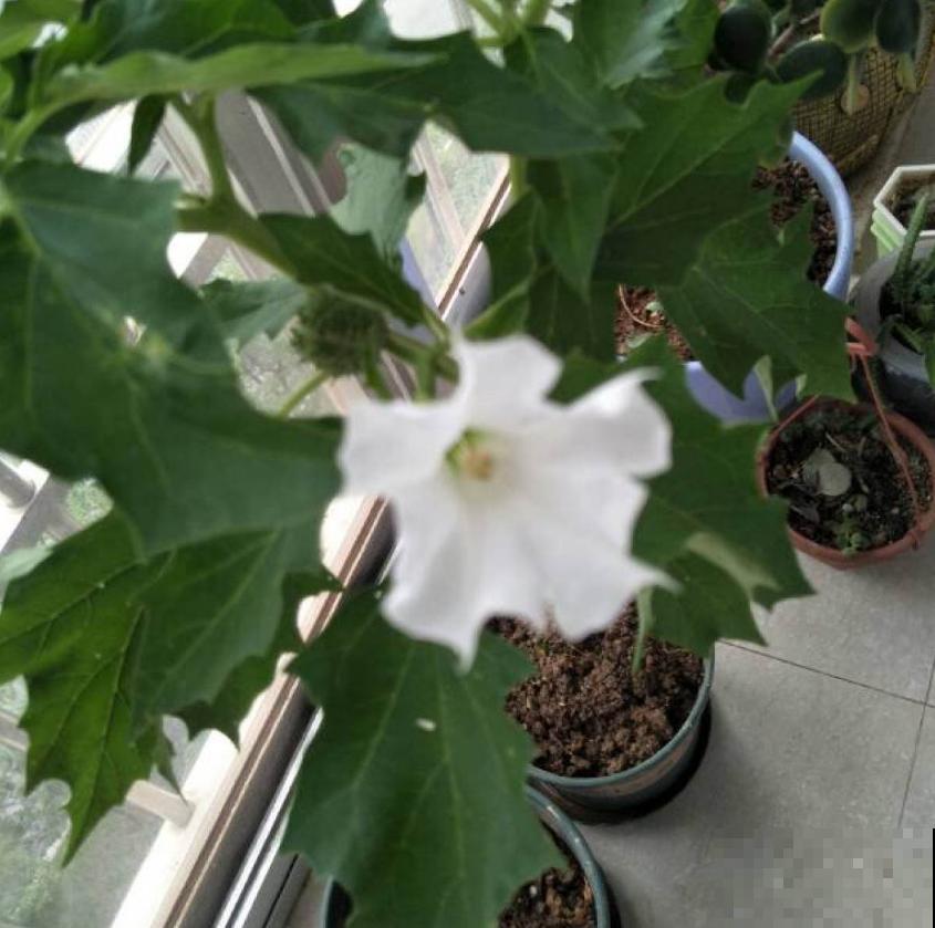 美艳毒辣的曼陀罗，一不小心就中毒，人人看了绕路走！