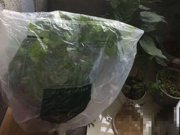 虫子再不杀，花都要死了，活不过今年！