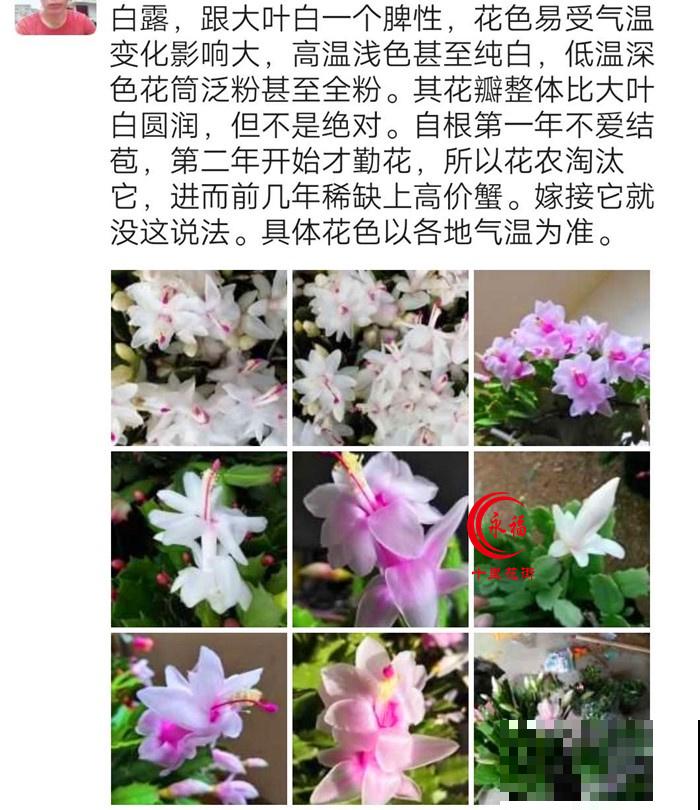 养蟹爪兰要注意摆放位置，摆错了不开花，还会黄叶掉花苞