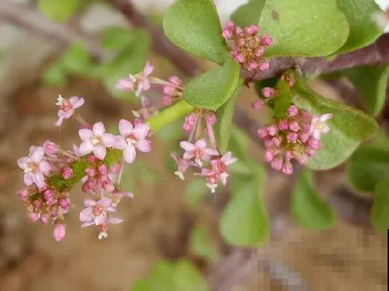 金枝玉叶开花了,特罕见,比雅乐之舞还美! 金枝玉叶开花了,特罕见,比雅乐之舞还美!