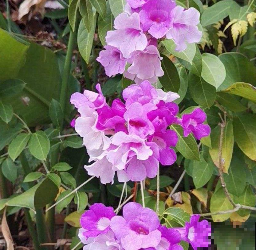 蒜香花开，见花不见叶，小花朵爬满墙！