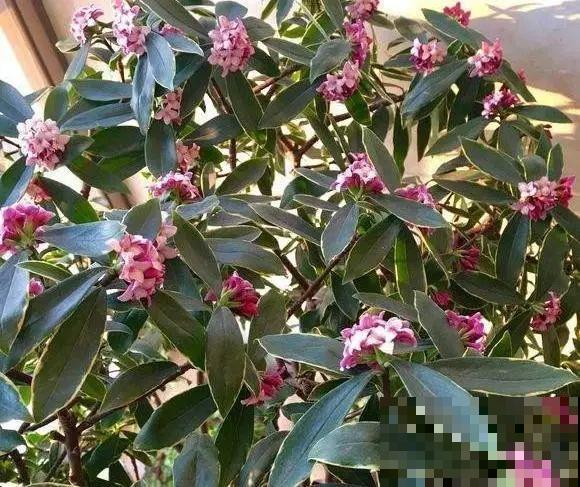 天凉了，9种花不能修剪，剪了以后不开花！