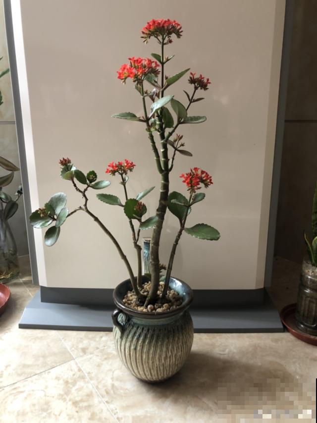不长叶不长枝的花别买，都是骗人的，养不活浪费钱