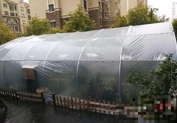 寒潮来了，害怕花受冻，赶紧这么做！