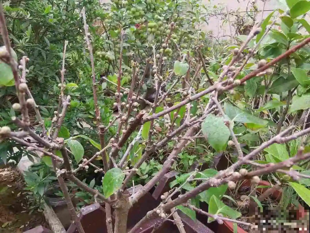 天凉了，9种花不能修剪，剪了以后不开花！