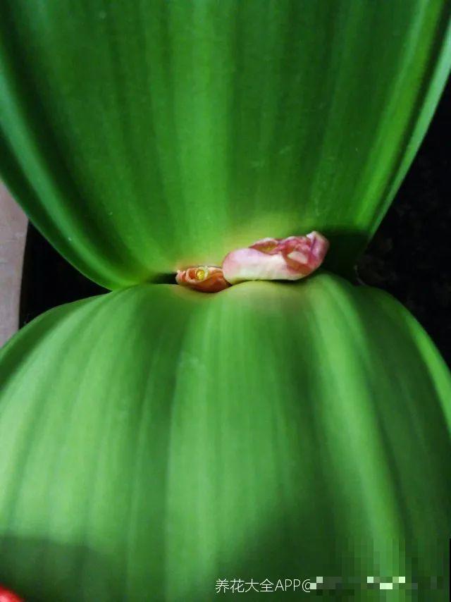 老祖宗留下来的养花谚语,真准! 老祖宗留下来的养花谚语,真准!